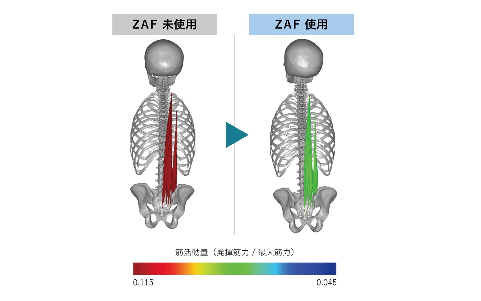 あぐらの場合と瞑想クッションに座った場合の脊柱起立筋の筋活動量の変化